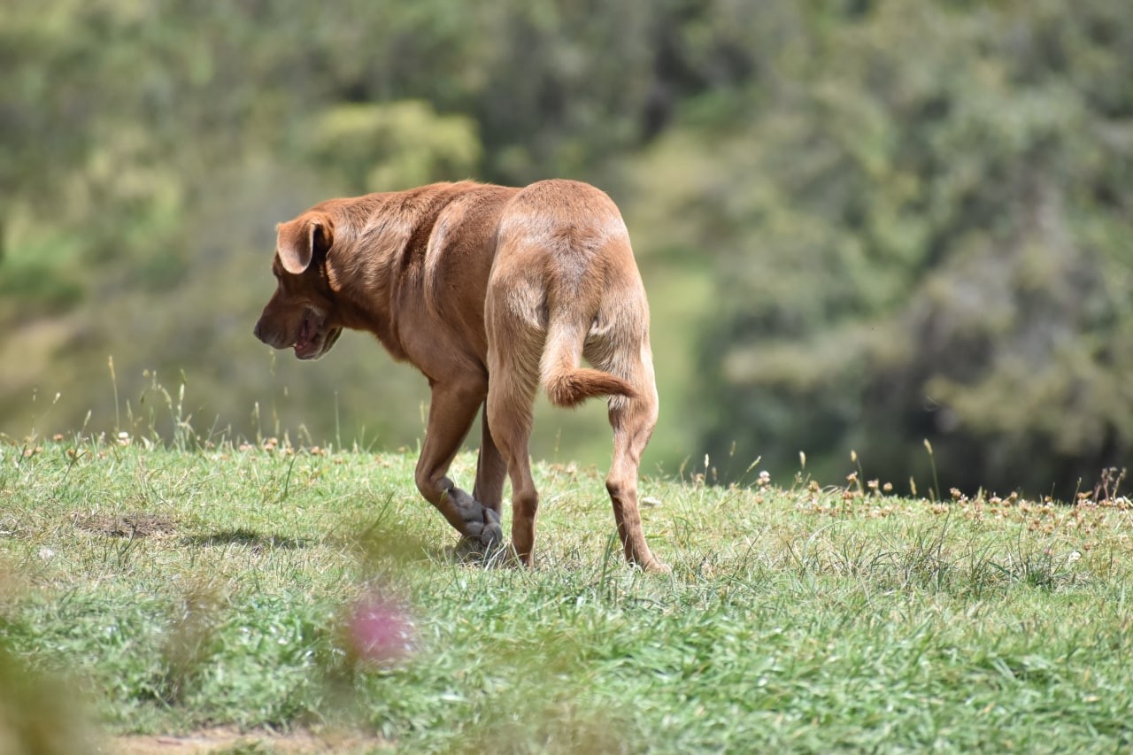 Perros atacan a nina de 4 anos en Ubate