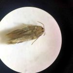 Polilla Cachaca. insecto descubierto por el Jardin Botanico de Bogota