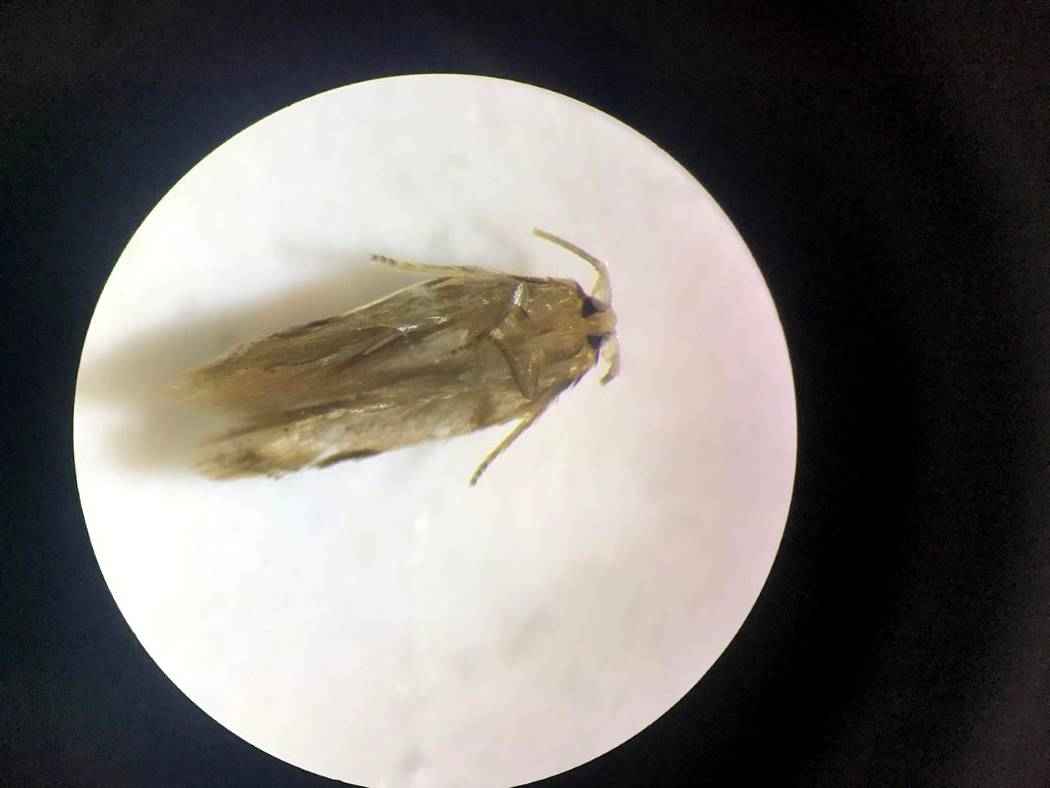 Polilla Cachaca. insecto descubierto por el Jardin Botanico de Bogota