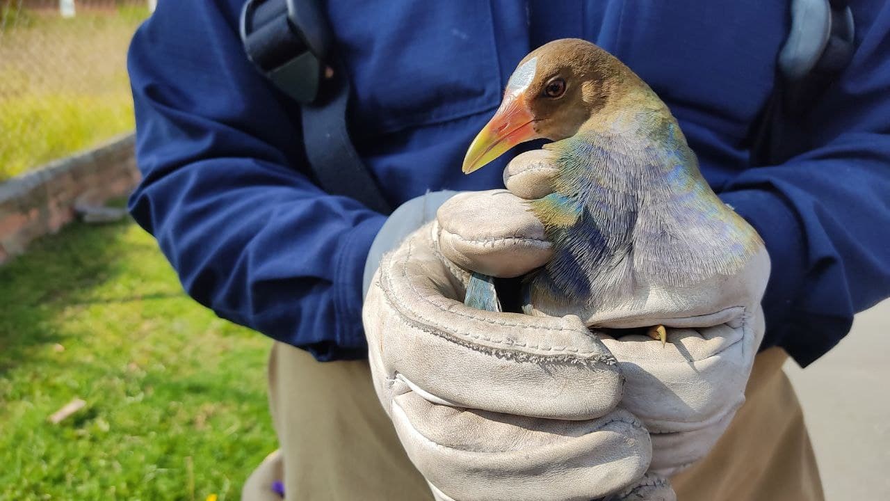 Rescate de una Tingua Azul que permanecia en un sector residencial en Zipaquira