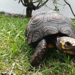 Cundinamarca libre de trafico de Fauna y Flora Silvestre 1