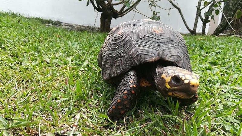 Cundinamarca libre de trafico de Fauna y Flora Silvestre 1