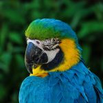 Durante el 2021 se han rescatado 164 animales silvestres en Cundinamarca