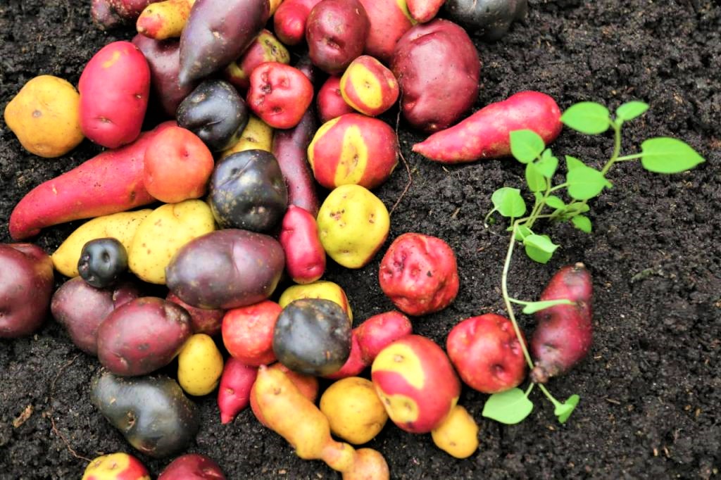 En Boyaca florecieron 17 variedades de papa ancestral1