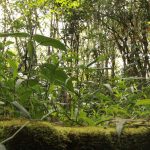 En Cundinamarca se creara el bosque que honrara a las victimas del Covid1