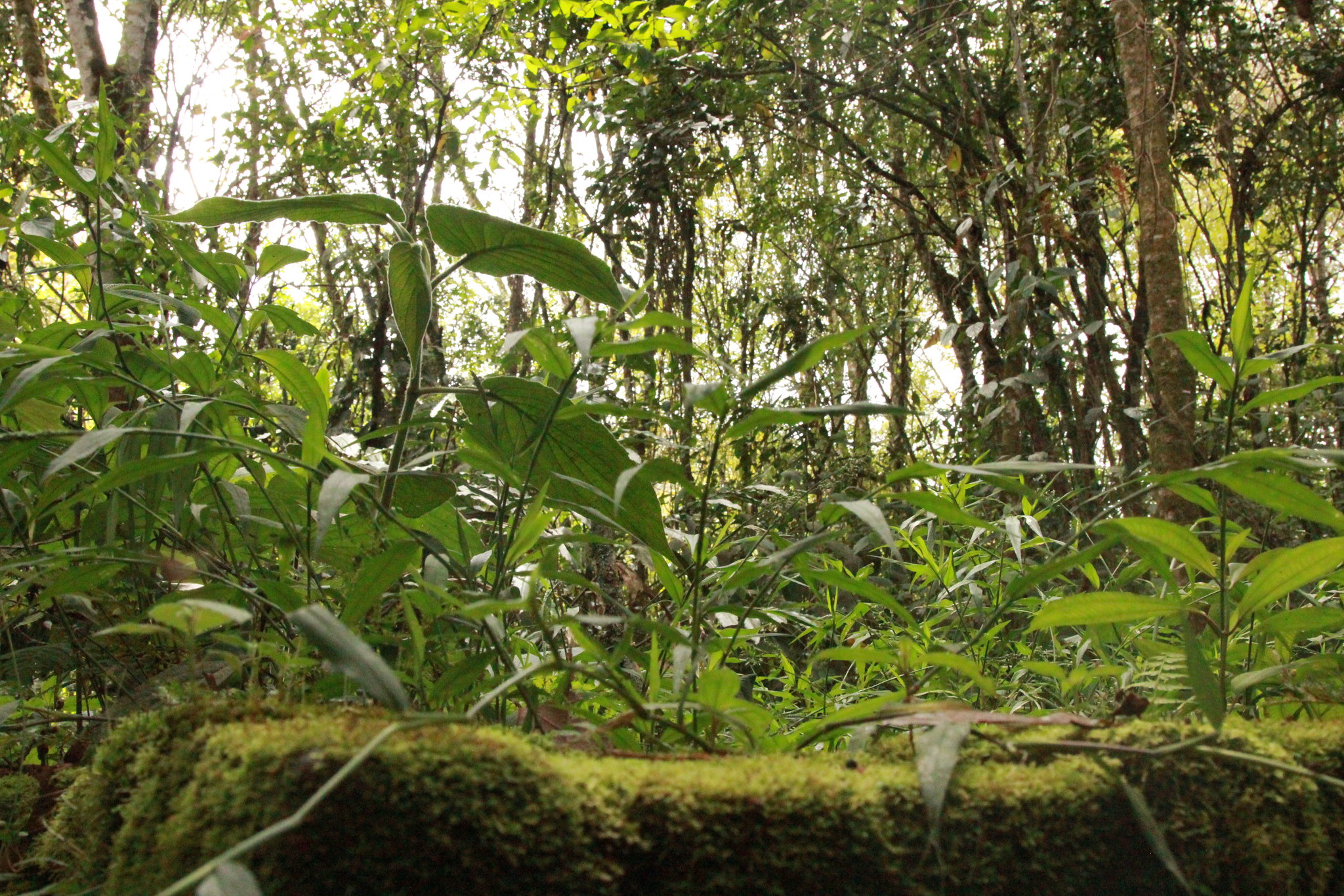 En Cundinamarca se creara el bosque que honrara a las victimas del Covid1