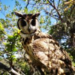 Liberan 14 ejemplares de Fauna Silvestre luego de su recuperacion en Cundinamarca