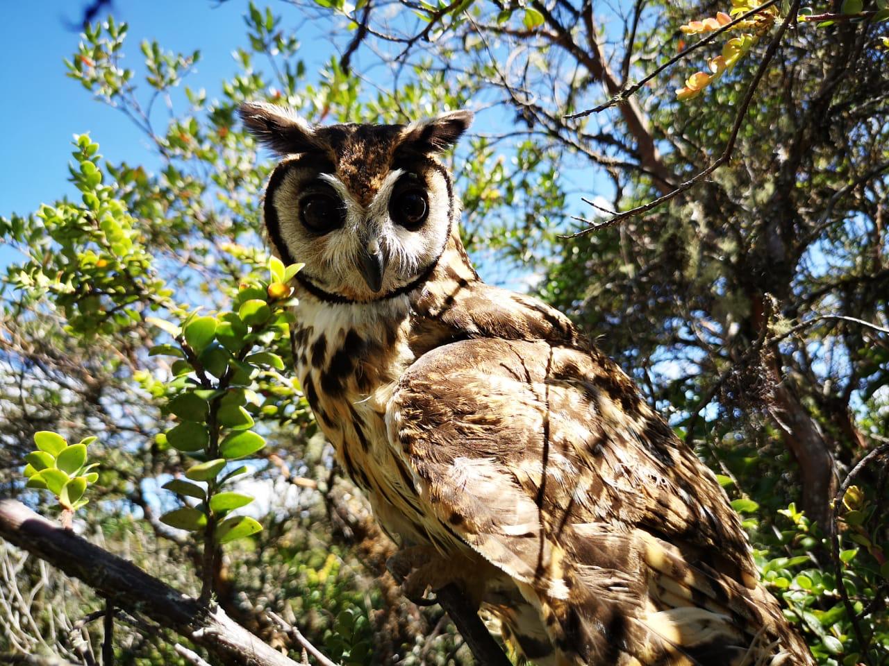 Liberan 14 ejemplares de Fauna Silvestre luego de su recuperacion en Cundinamarca