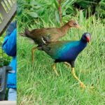 Liberan Fauna Silvestre en el nuevo humedal La Conejera