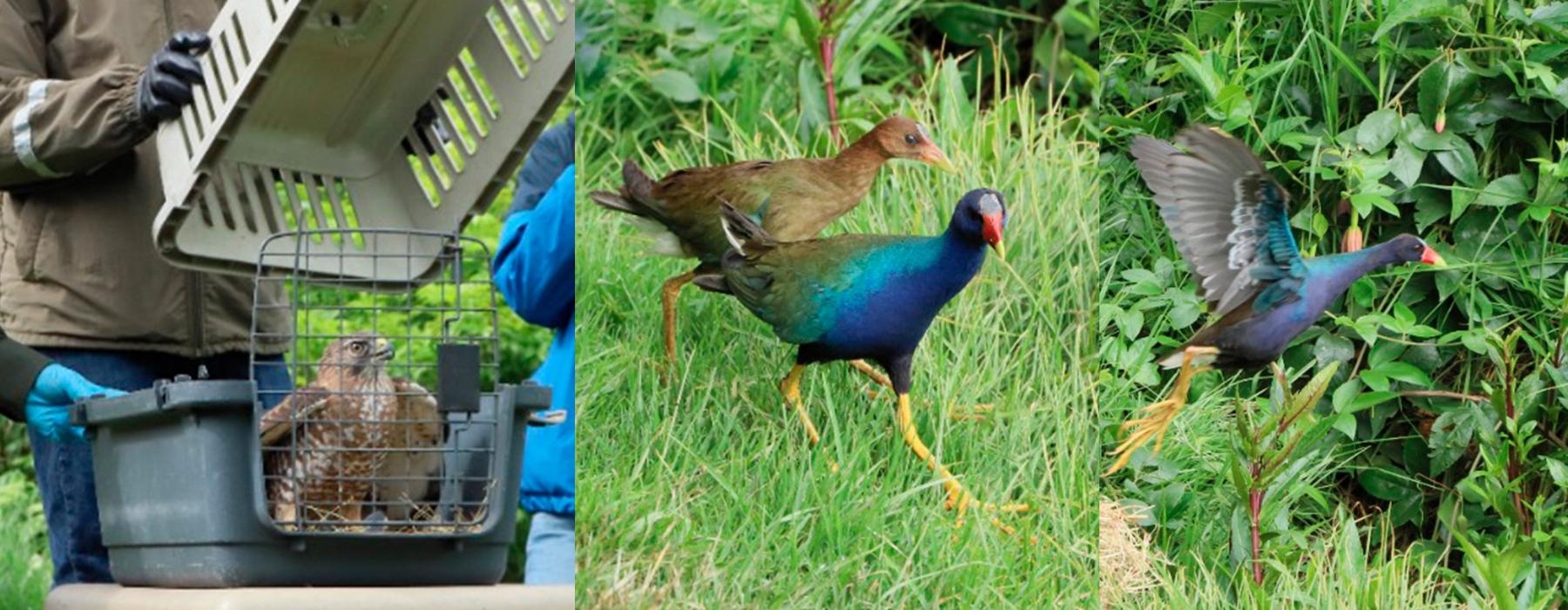Liberan Fauna Silvestre en el nuevo humedal La Conejera