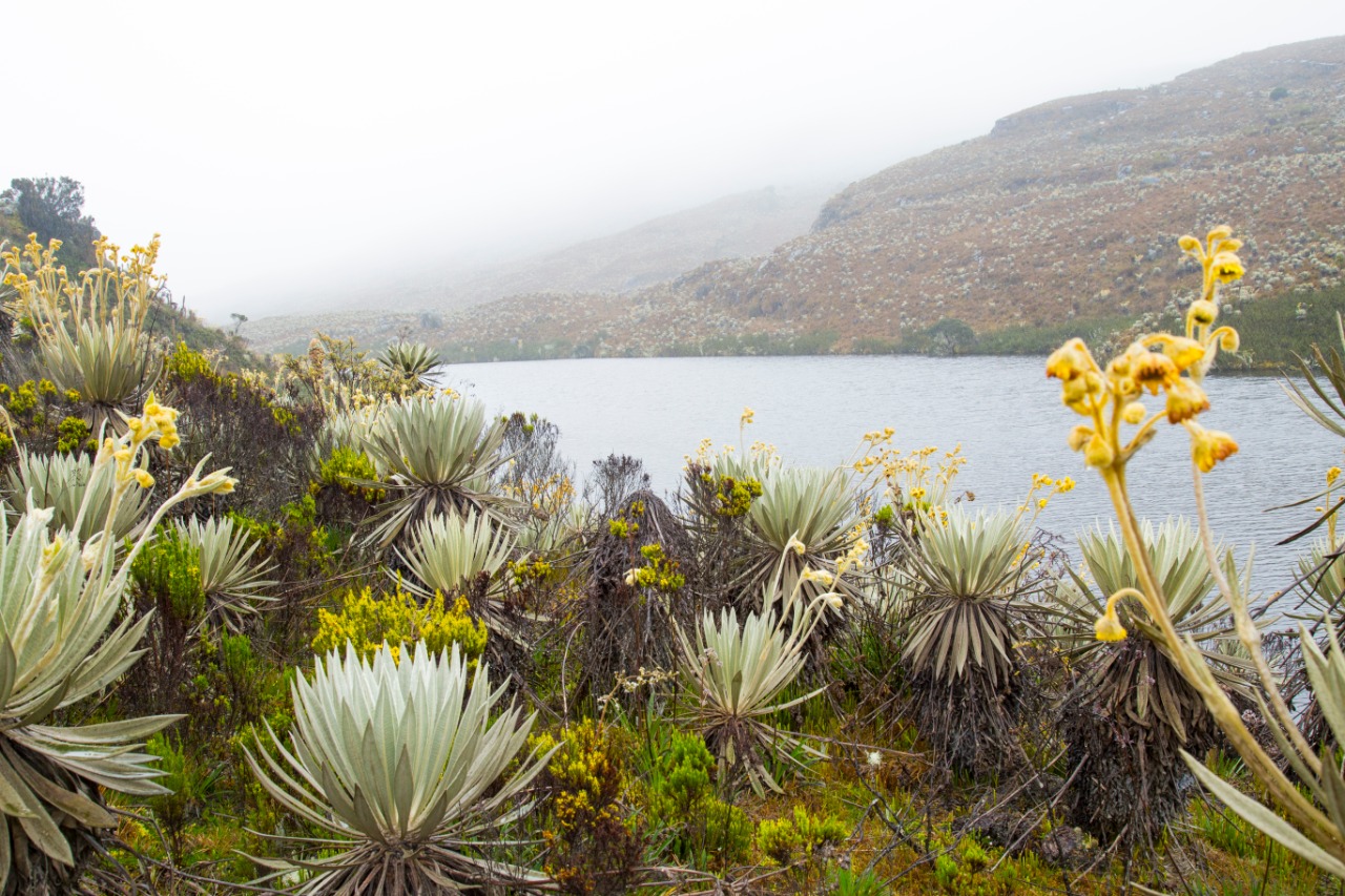 PNUD y la RAP E abren convocatoria para organizaciones comunitarias del Sumapaz