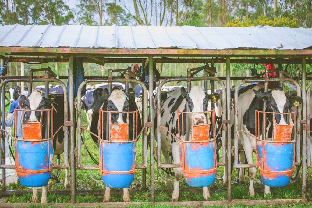 Pacto para aumentar productividad y competitividad del sector lacteo colombiano