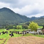 Pacto para aumentar productividad y competitividad del sector lacteo colombiano1