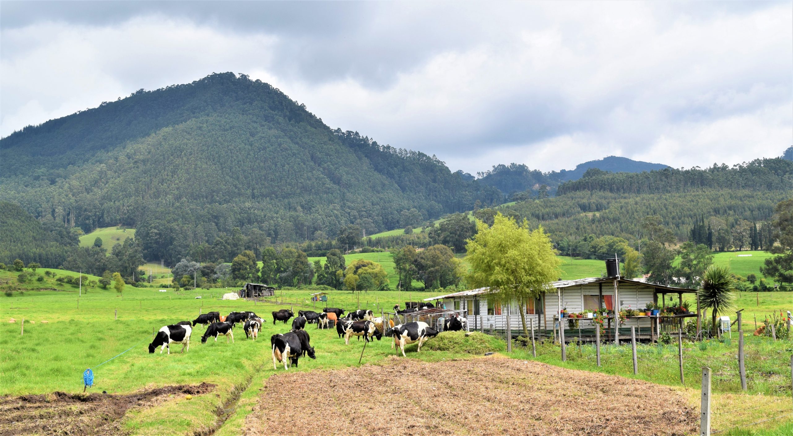 Pacto para aumentar productividad y competitividad del sector lacteo colombiano1 scaled