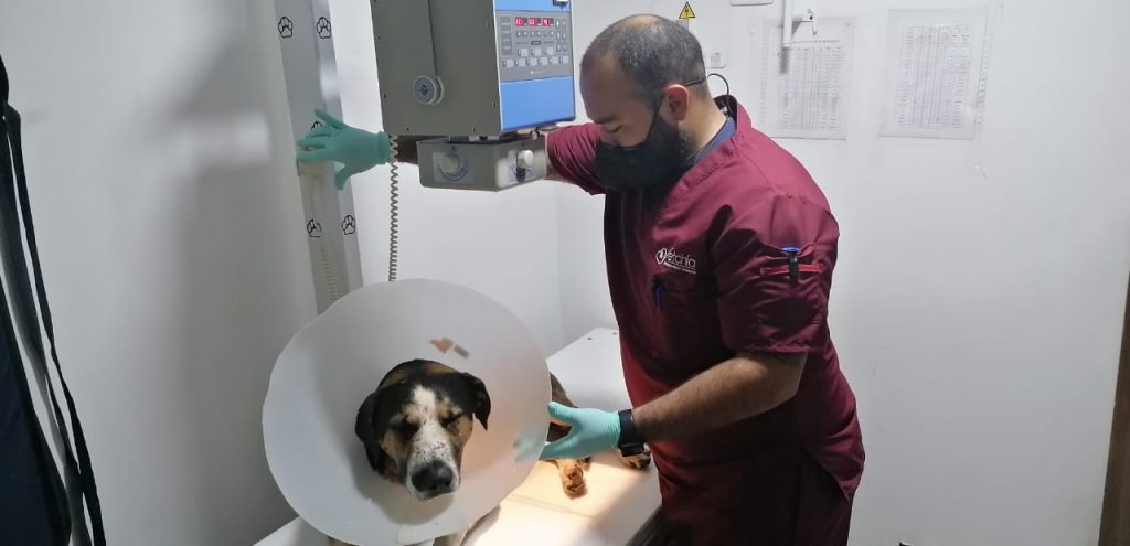 Peter el perro que perdio un ojo a causa de un disparo en Zipaquira