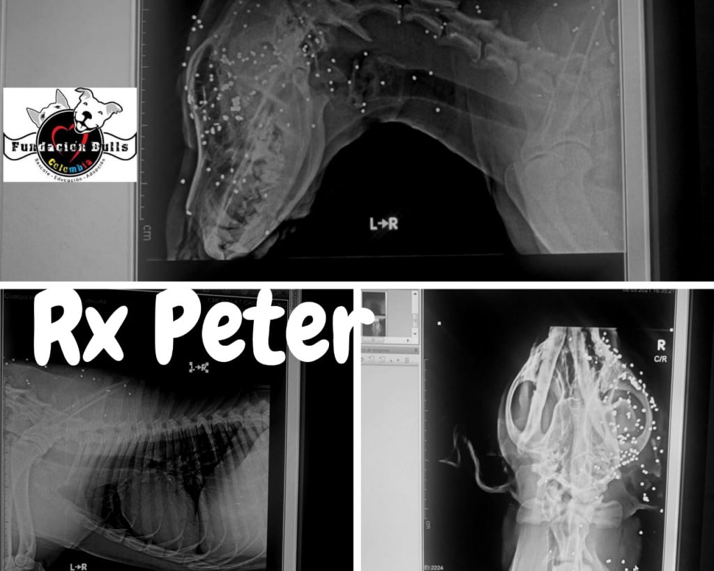 Peter el perro que perdio un ojo a causa de un disparo en Zipaquira2