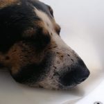 Peter el perro que perdio un ojo a causa de un disparo en Zipaquira3