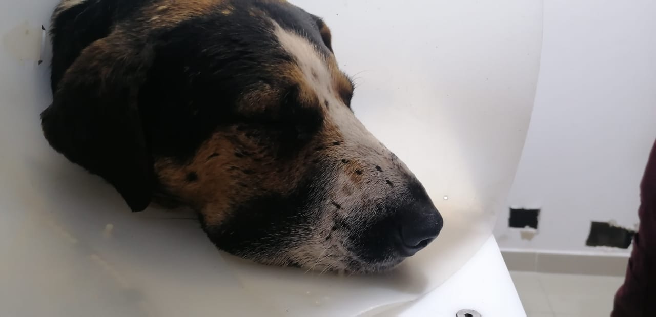 Peter el perro que perdio un ojo a causa de un disparo en Zipaquira3