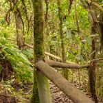 Por tala de bosques nativos se han aplicado multas por mas de 9 millones