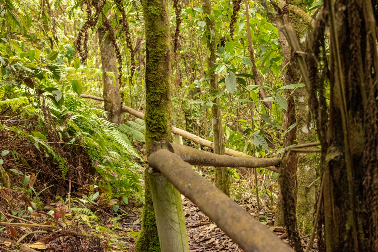 Por tala de bosques nativos se han aplicado multas por mas de 9 millones