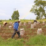 Recomendaciones para agricultores y ganaderos en temporada de lluvias