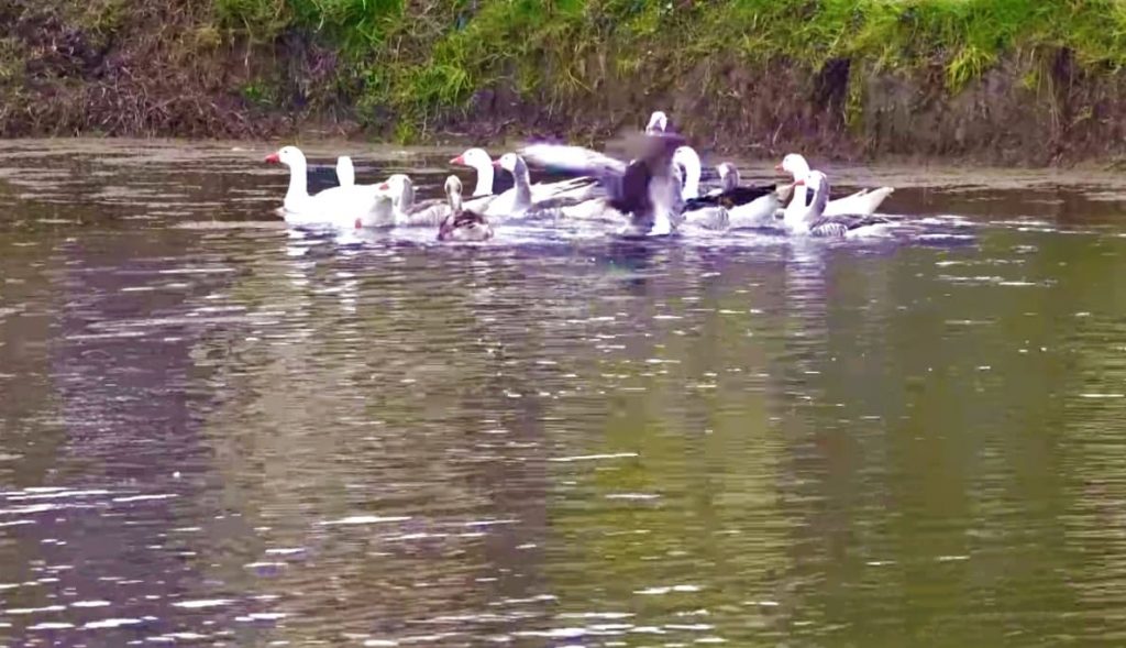 Rescatado el Lago La Trinidad 2