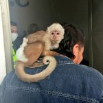 Rescatan a un Mono de Frente Blanca en via publica de Zipaquira