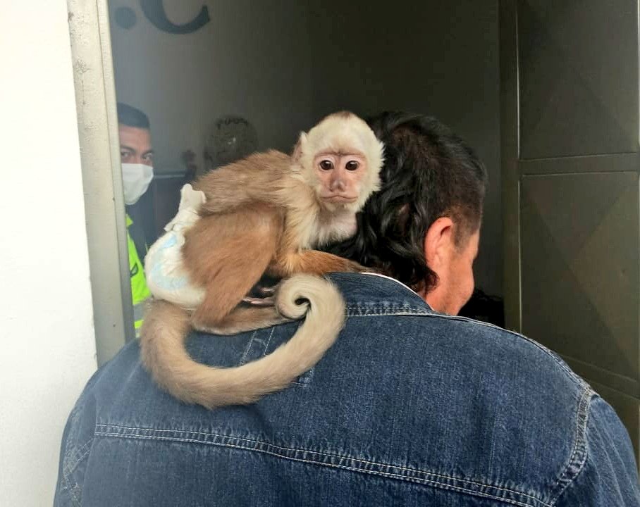 Rescatan a un Mono de Frente Blanca en via publica de Zipaquira
