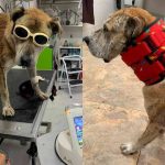 Sancionados los agresores de Douglas el perro quemado con agua hirviendo en Cota