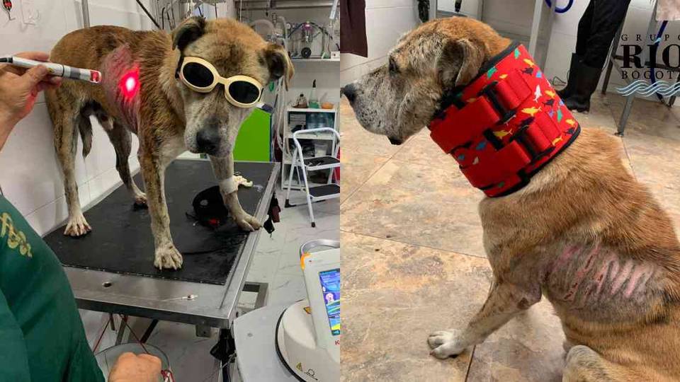 Sancionados los agresores de Douglas el perro quemado con agua hirviendo en Cota