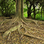 Senado aprobo proyecto para fortalecer la reforestacion del territorio nacional