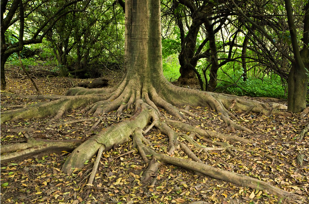 Senado aprobo proyecto para fortalecer la reforestacion del territorio nacional