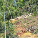 Capturados deforestadores en Sabana Centro