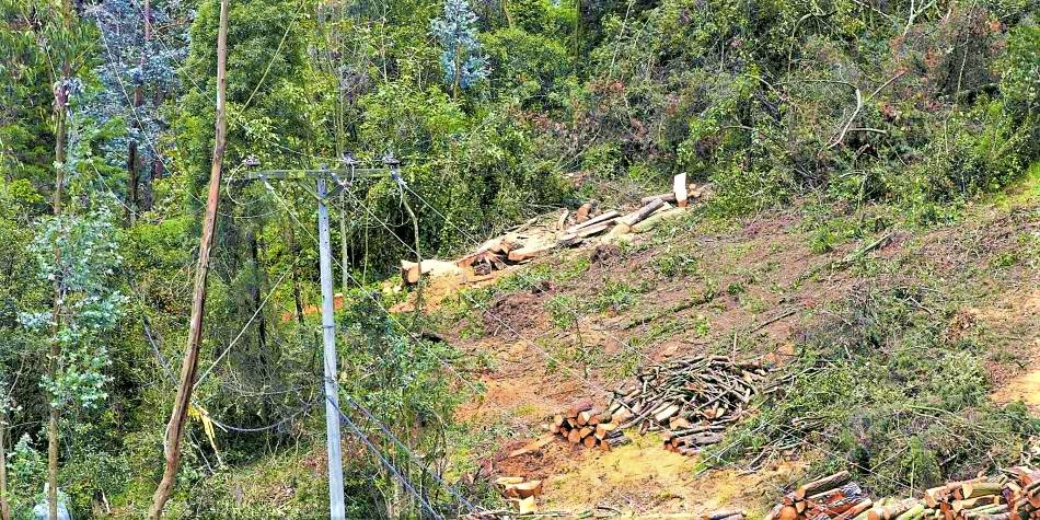 Capturados deforestadores en Sabana Centro