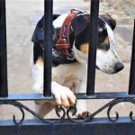 Codigo de proteccion animal da su primer paso en el Congreso