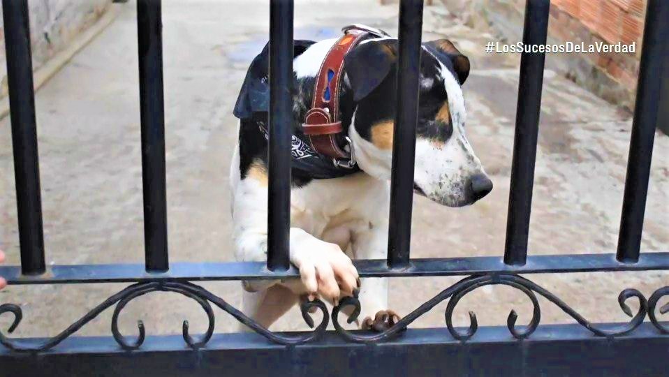 Codigo de proteccion animal da su primer paso en el Congreso