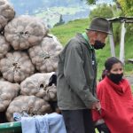 Cultivo de papa