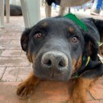 Por primera vez se realizara el censo de perros deambulantes en Bogota