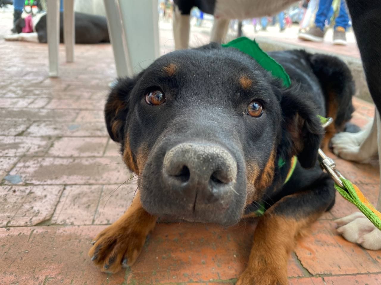 Por primera vez se realizara el censo de perros deambulantes en Bogota