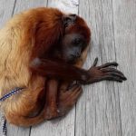 Rescatan a un primate que estaba en cautiverio en un restaurante en Paipa Boyacajpg