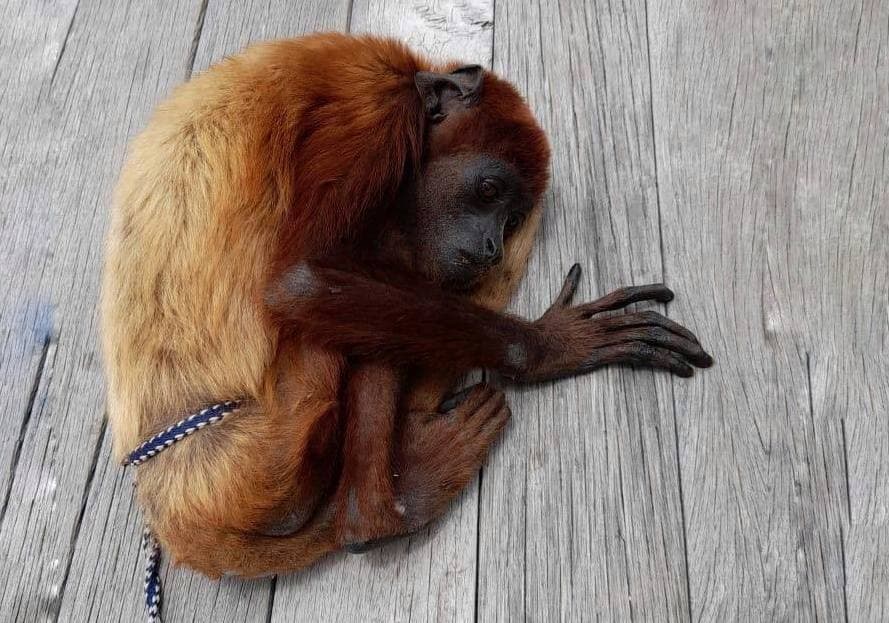 Rescatan a un primate que estaba en cautiverio en un restaurante en Paipa Boyacajpg