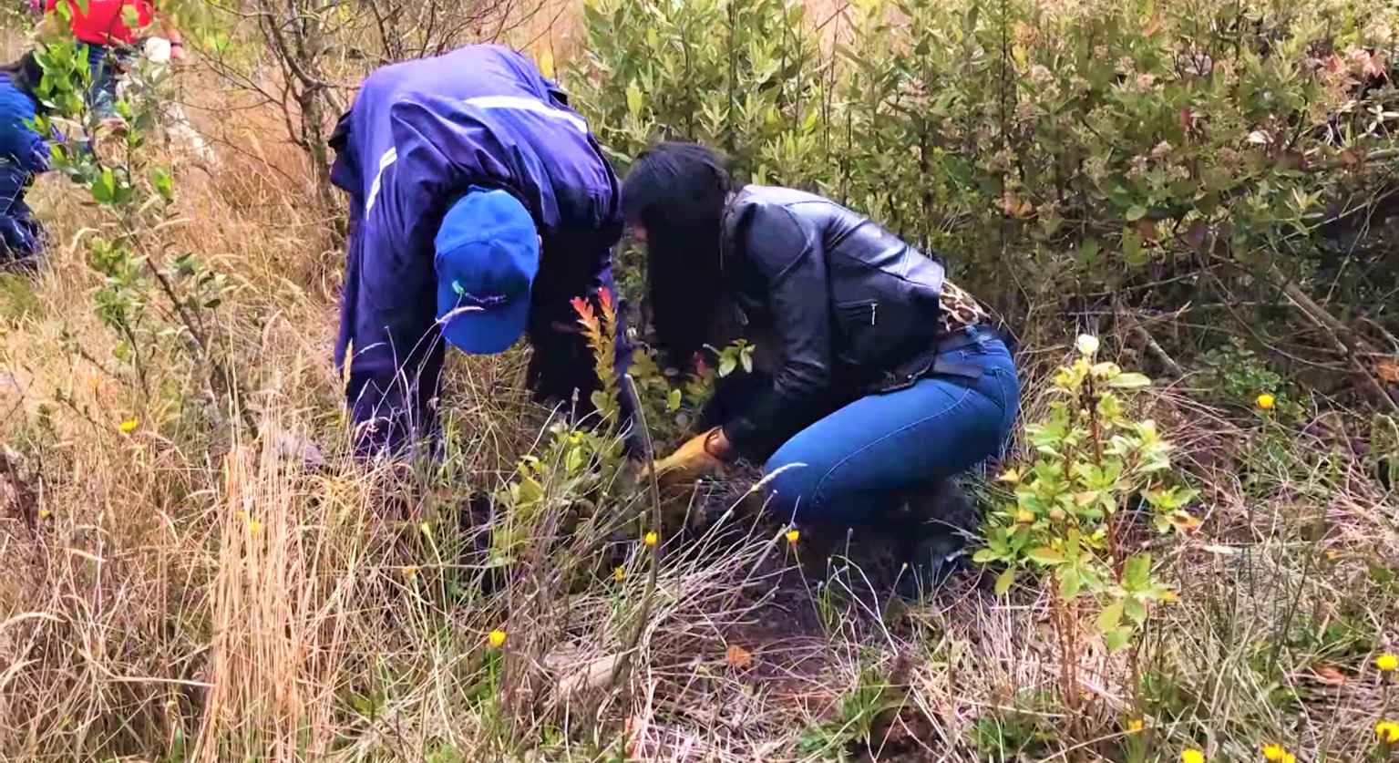 Siembra de arboles en Pionono