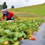 Sin las mujeres no hay recuperacion economica posible