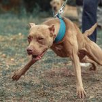 Una joven fue atacada por 6 perros pitbulls en el municipio de Cogua