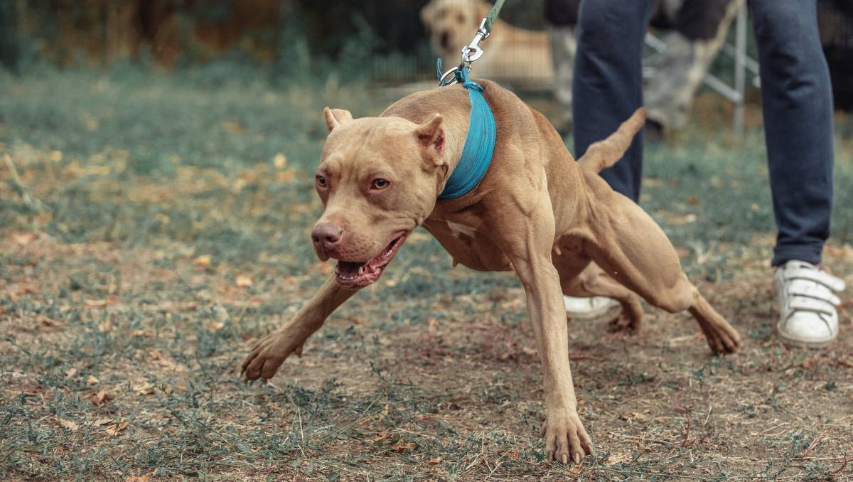Una joven fue atacada por 6 perros pitbulls en el municipio de Cogua