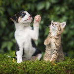 Vacunacion canina y felina puerta a puerta en Zipaquira
