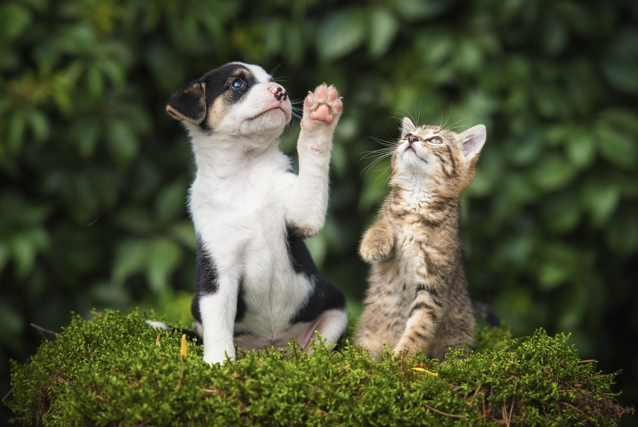 Vacunacion canina y felina puerta a puerta en Zipaquira