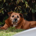 En Cundinamarca se prioriza la mitigacion de la problematica del maltrato animal