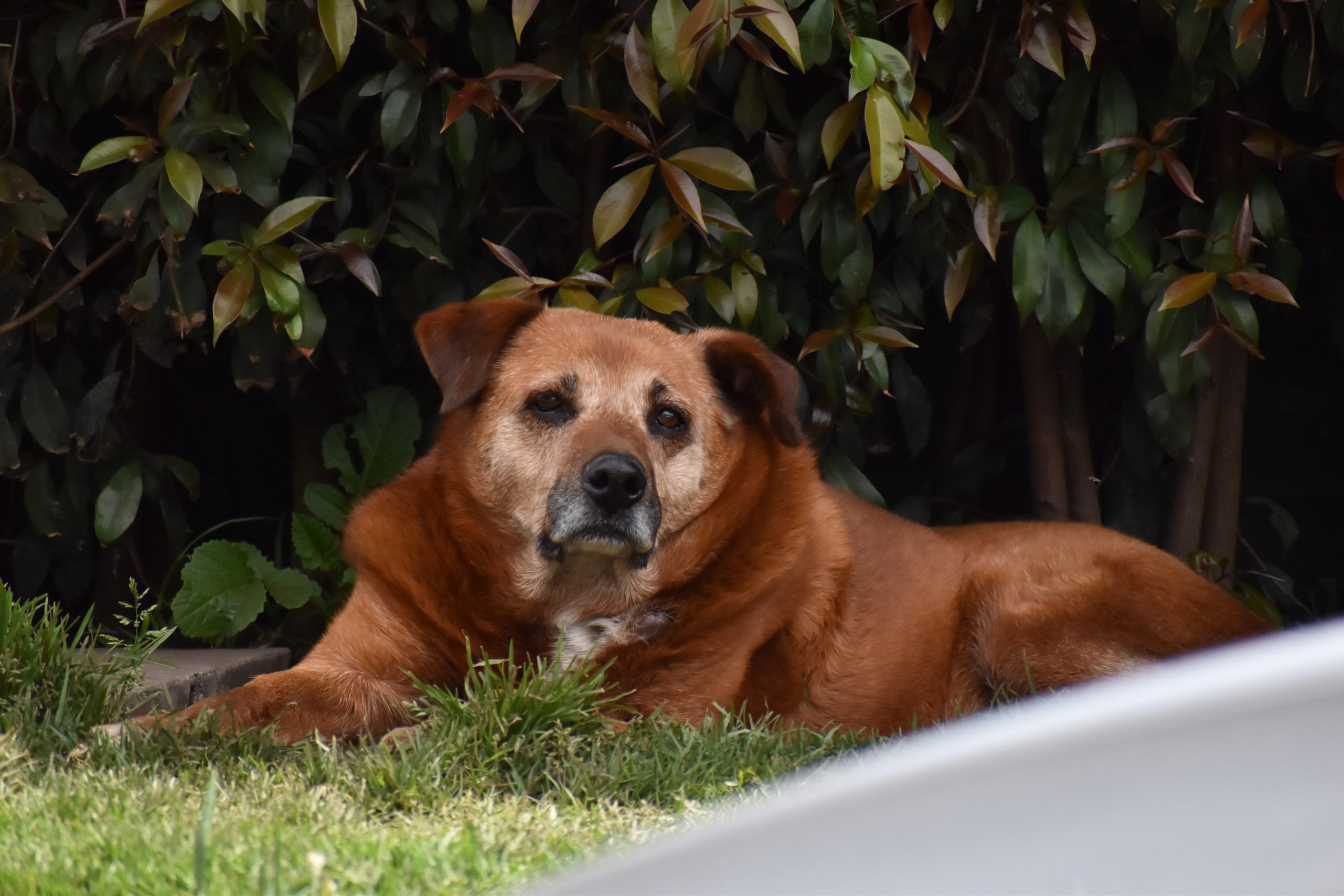 En Cundinamarca se prioriza la mitigacion de la problematica del maltrato animal scaled