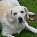 Las mascotas tendran cedula en Chipaque Cundinamarca